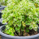 Image for article titled How to Grow a Garden in a Garment Box